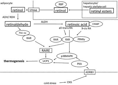 The Transcriptional Role of Vitamin A and the Retinoid Axis in Brown Fat Function